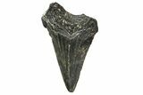 Bargain, Angustidens Tooth - Megalodon Ancestor #163359-1